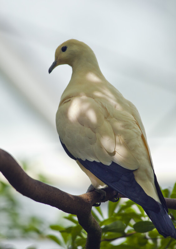 Pied Imperial Pigeon on Branch