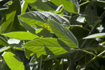 Pigeon Pea Leaves