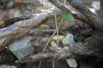 Pigeon Plum Branches