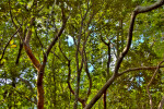 Pigeon Plum (Coccoloba diversifolia) Canopy Cover