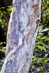 Pigeon Plum (Coccoloba diversifolia) Smooth Bark