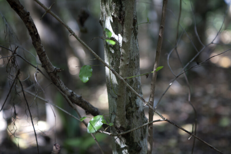Pigeon Plum Trunk and Branches