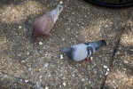 Pigeons on Sidewalk