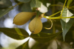 Pignut Hickory Nut