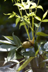 Pignut Hickory