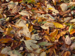 Pile of Brown and Yellow Autumn Leaves
