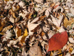 Pile of Brown Autumn Leaves