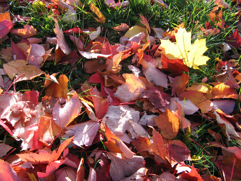 Pile of Red and Yellow Autumn Leaves