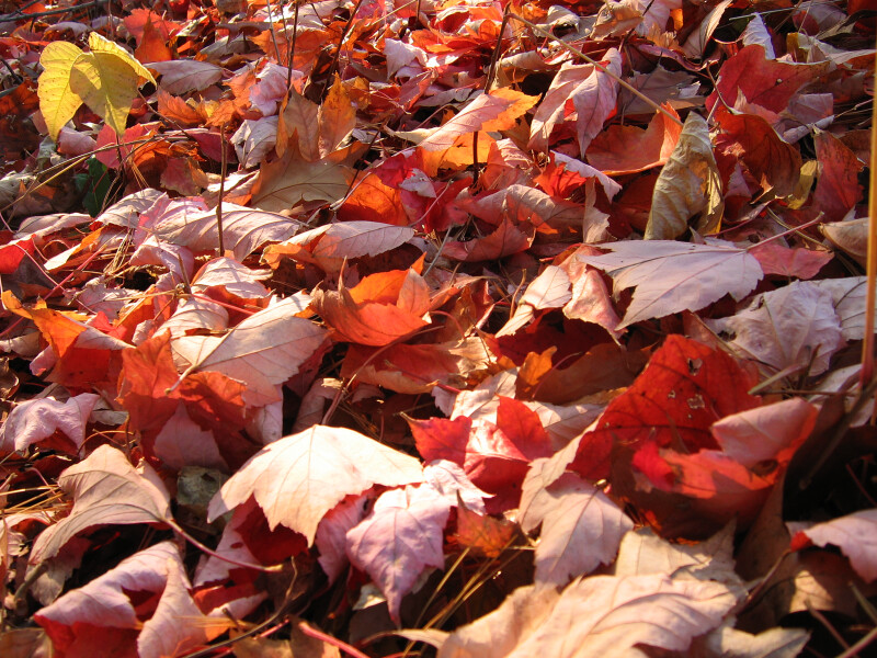 Pile of Red Fall Leaves