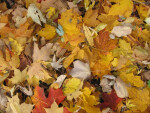 Pile of Yellow and Brown Autumn Leaves