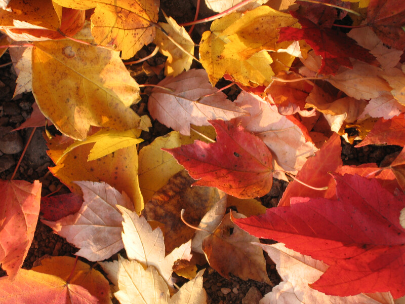 Pile of Yellow and Red Leaves