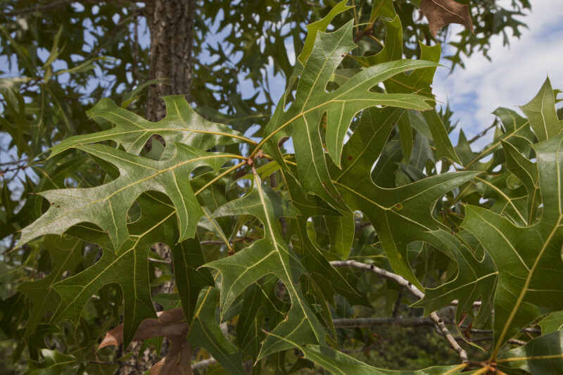 Pin Oak Leaves