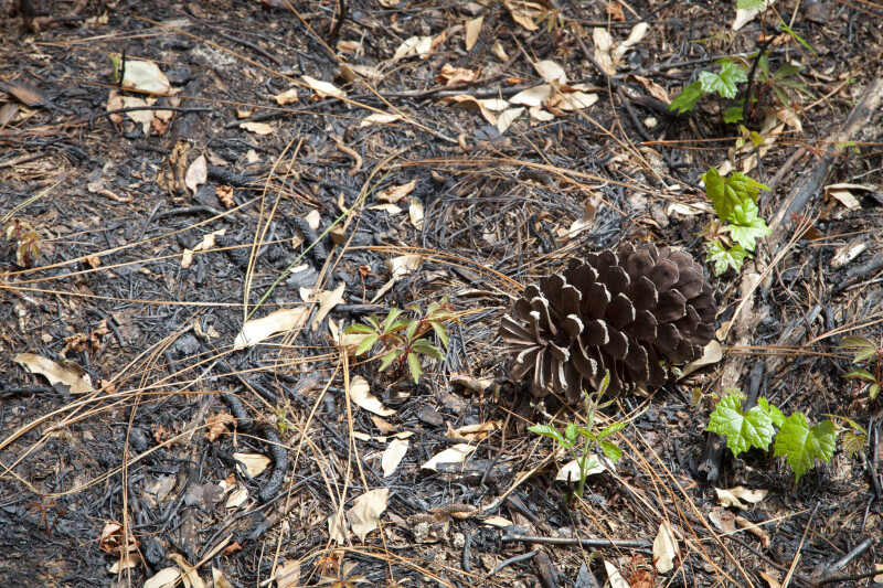 Pine Cone on Scorched Earth Surrounded by Pine Needles and Fallen Leaves