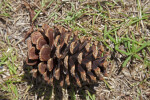 Pine Cone on the Ground at Long Pine Key of Everglades National Park