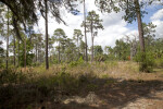 Pine Flatwood at Chinsegut Wildlife and Environmental Area
