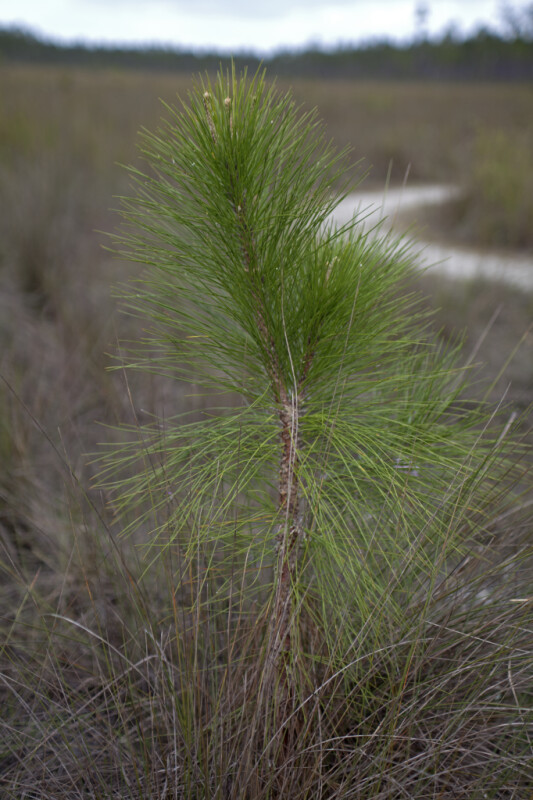 Pine in Grass Stage