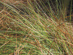 Pine Needles on Ground