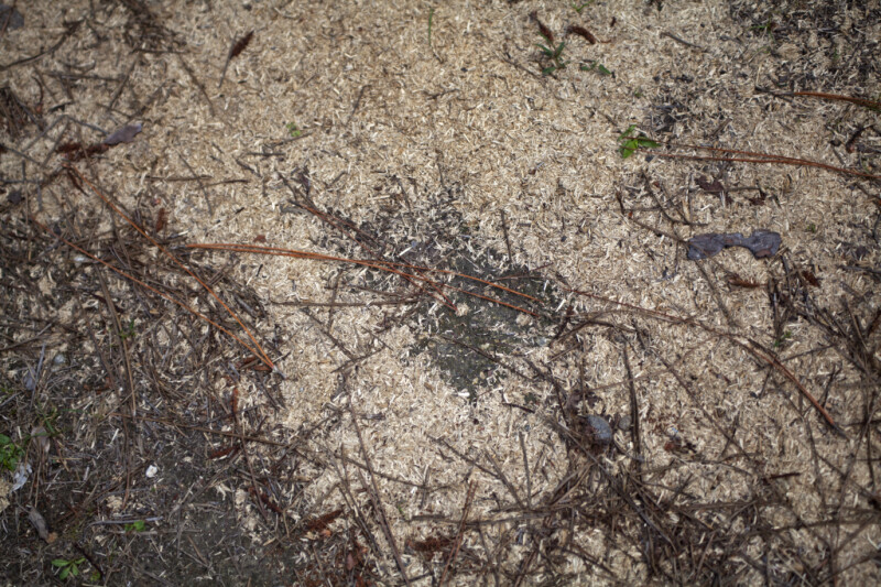 Pine Needles on the Ground at Long Pine Key of Everglades National Park