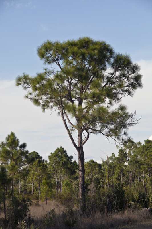 Pine Tree at the Big Cypress National Preserve