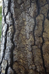 Pine Tree Bark