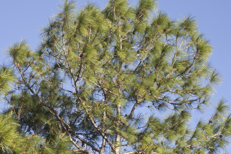 Pine Tree Blowing in the Wind