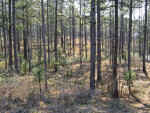 Pine Tree Forest