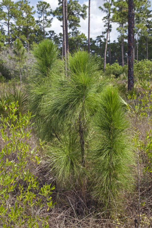 Pine Tree in the Grass Stage at Long Pine Key of Everglades National Park