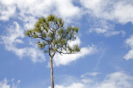 Pine Tree Pictured Against the Sky at Mahogany Hammock of Everglades National Park
