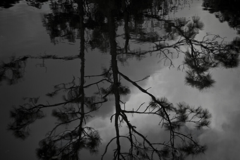 Pine Tree Reflected onto the Surface of Pond Water