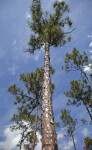 Pine Tree with Long Trunk and Patched Bark