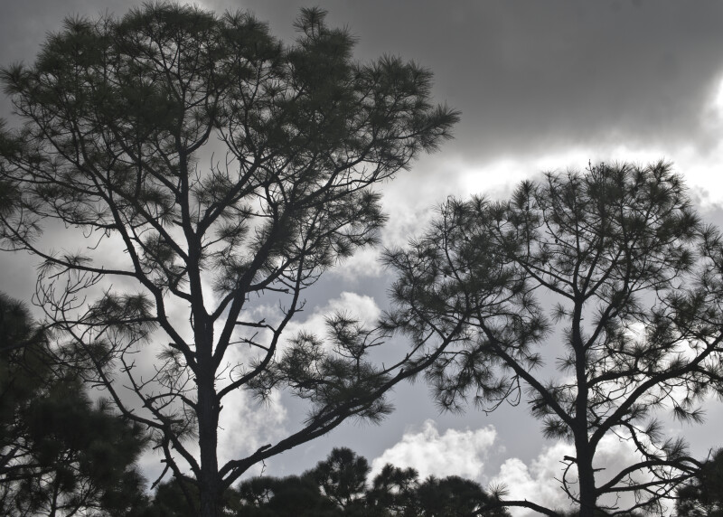 Pine Trees Against a Cloudy Florida Sky