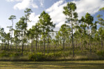 Pine Trees Among Palmettos