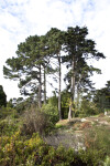 Pine Trees Amongst Shrubs