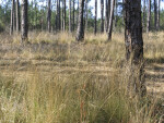 Pine Trees and Grassy Area