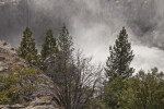 Pine Trees and Manzanita Shrubs in the Mist