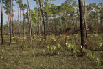 Pine Trees and Palmettos