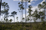 Pine Trees at Long Pine Key