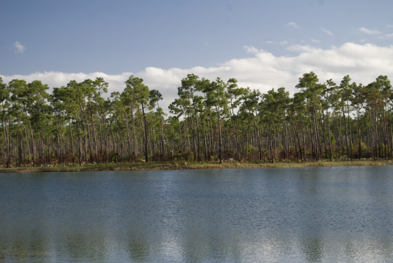 Pine Trees by Lake