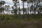 Pine Trees Growing Amongst Grass and Shrubs at Long Pine Key of Everglades National Park