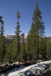 Pine Trees Growing in the Mountains