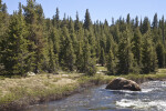 Pine Trees Growing near a Mountain Stream