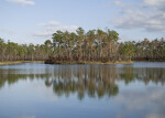 Pine Trees on Shore