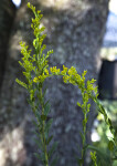 Pinebarren Goldenrod Flower Buds
