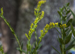 Pinebarren Goldenrod Plant