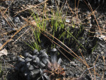 Pinecone and New Grass