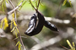 Pineland Acacia Fruit