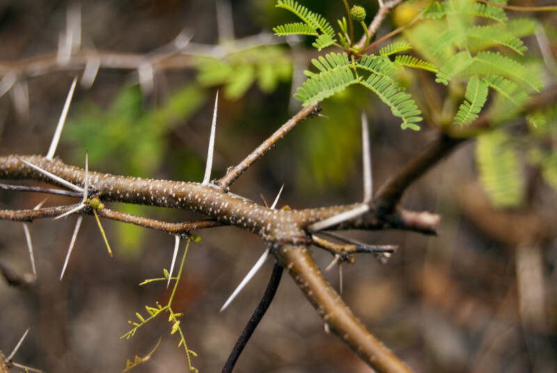 Pineland Acacia Thorns