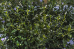 Pineland Twinflower Leaves