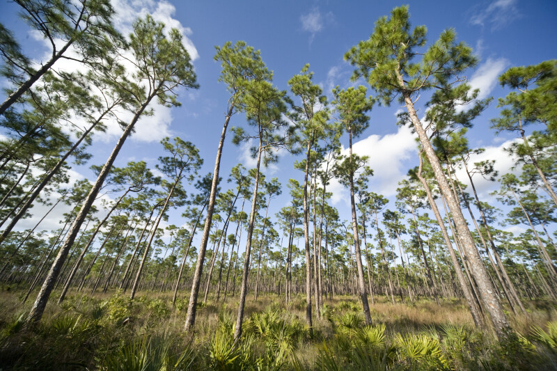 Pines and Palmettos at Long Pine Key