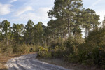 Pines and Shrubs Along Firebreak